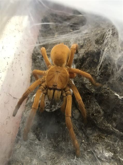 webgnd|webgnd eurospider.